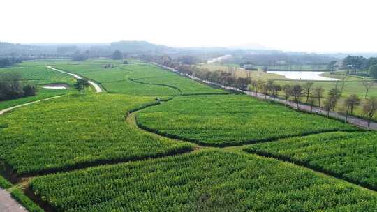 乡村的风景 菜地 菜田 农村 农田