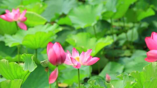 成都望丛祠夏日荷花盛开实拍素材