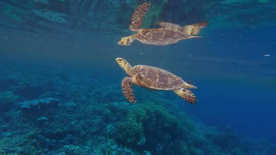 海龟呼吸反射