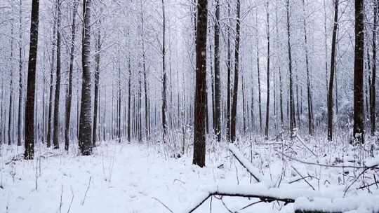 冬天森林里雪花飘飞