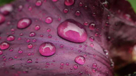 特写花上的水滴视频素材模板下载