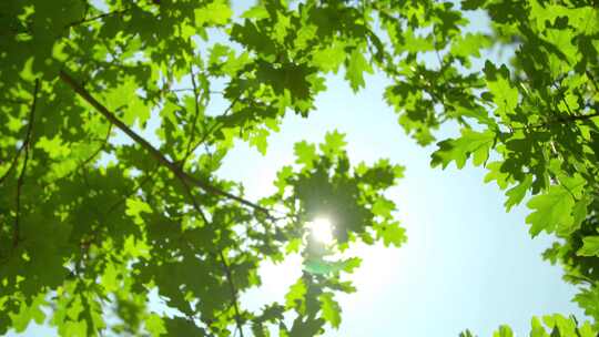 晴天阳光透过树叶遮挡仰拍4K视频素材
