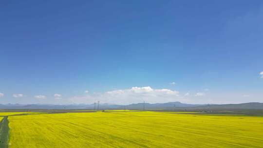 哈尔盖镇附近油菜花海、美景视频素材模板下载