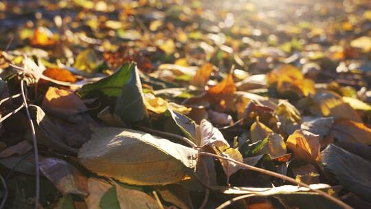 秋天阳光下的落叶视频素材模板下载