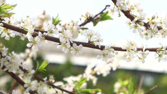 白色梨花蜜蜂采蜜