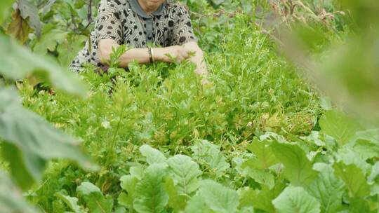 菜园子老人种菜农家院