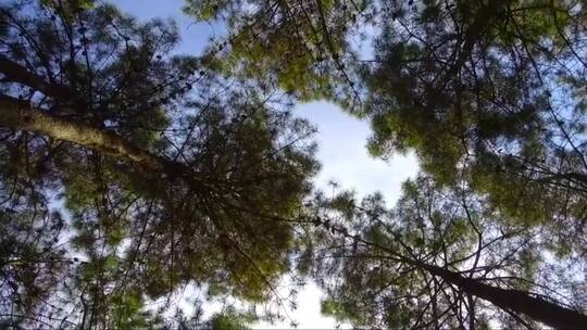 森林中一些树木低矮旋转的镜头