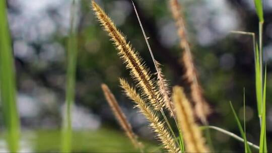 野外的拉郎花