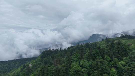 川西王岗坪景区航拍云海雪山壮丽风光