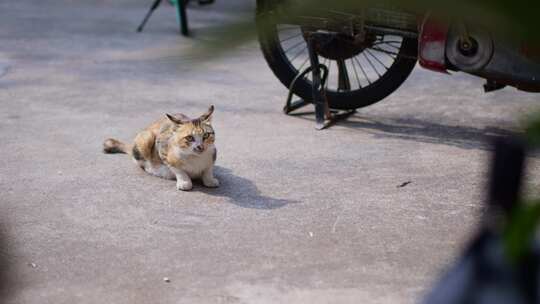 野猫 宠物 动物 路边 流浪猫 动物 猫 可爱