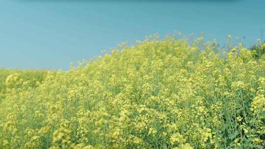 春天里的油菜花海