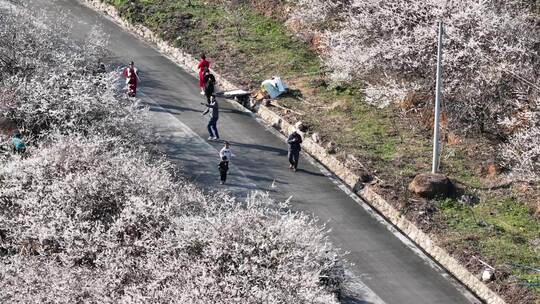 中国广东省广州市从化区广州流溪梅花节