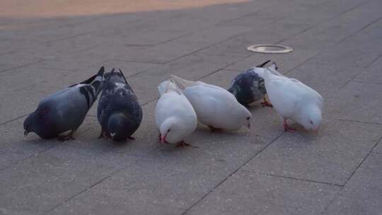 鸽子吃食物