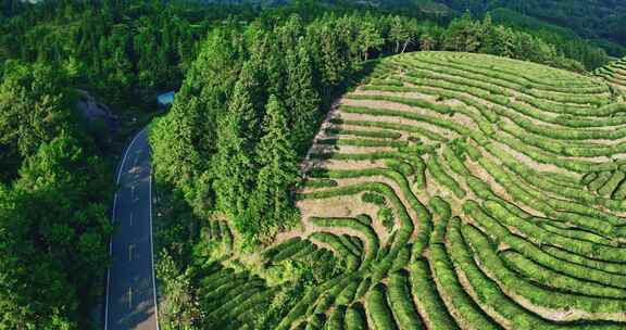 武夷山核心产区茶园星村镇岩茶福建0428