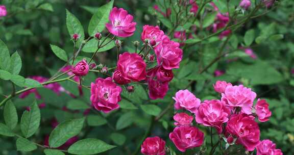 小区里美丽的蔷薇花月季花