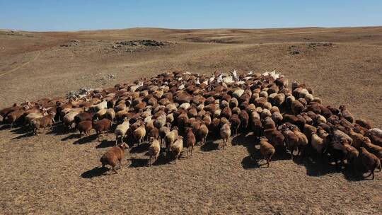 新疆阿勒泰草原农场绵羊群畜牧业景观