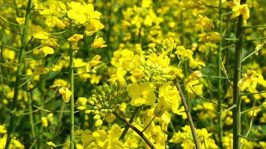 油菜花 蜜蜂采蜜