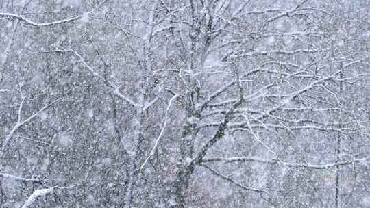 冬天树林里大雪飘飞