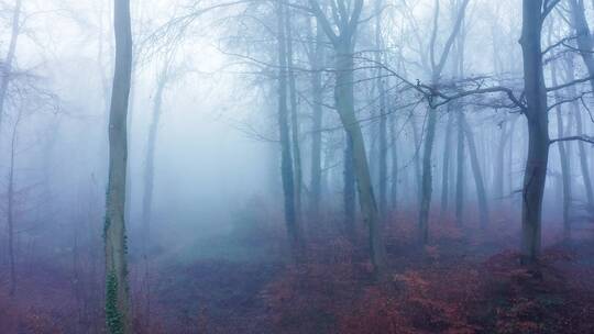 森林的薄雾