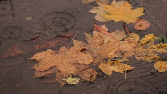 雨滴落在满是树叶的水坑里