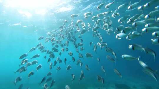 海底阳光鱼群追逐