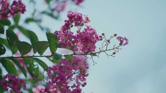 小红花 花朵 大自然