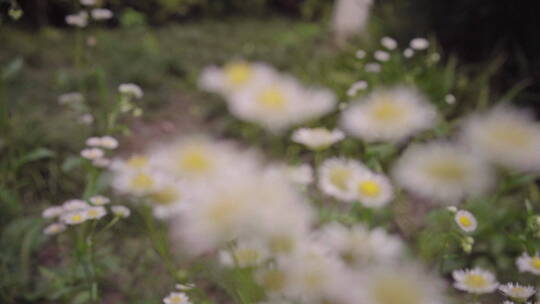 植物森林治愈雨水唯美意境清新自然