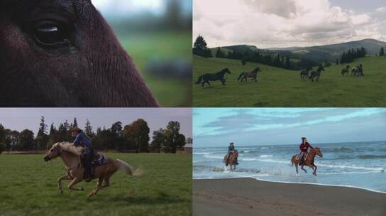 马群奔跑海边踏浪前行视频素材 视频合集视频素材模板下载