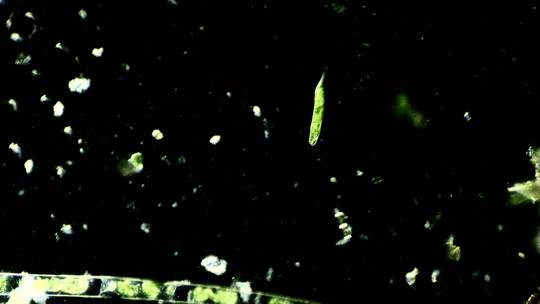 显微镜下的真实微生物 眼虫