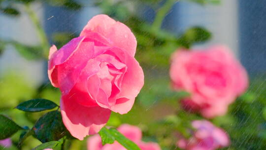 雨中的玫瑰花 月季花 鲜花 花朵