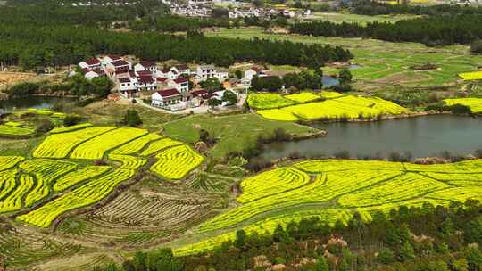 航拍油菜花田