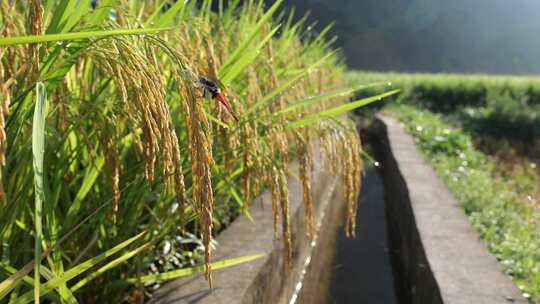 一只蜻蜓在成熟的稻穗上