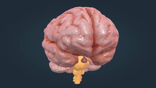 医学人体器官大小脑神经系统脑室三维动画视频素材模板下载