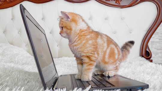 小猫在电脑上玩耍