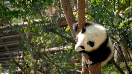 树上的大熊猫小熊