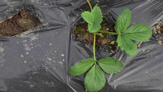 草莓园 农田 农业作物 水果 绿色植物 温室