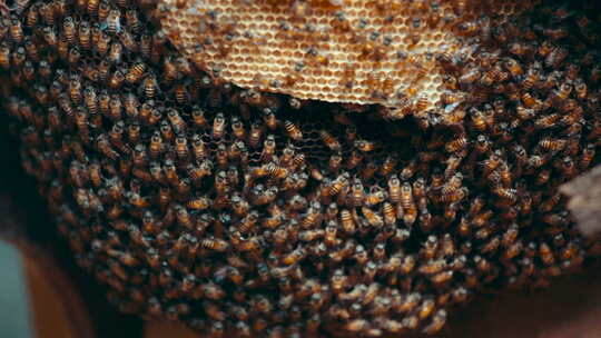蜜蜂正在造蜂巢视频素材模板下载