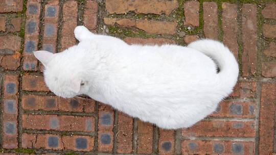 大白猫趴在红砖路面休息张望