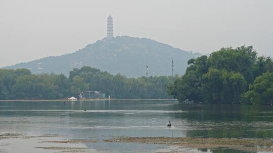 颐和园玉峰塔下黑天鹅