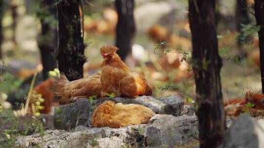 农场散养小公鸡北京油鸡养殖业