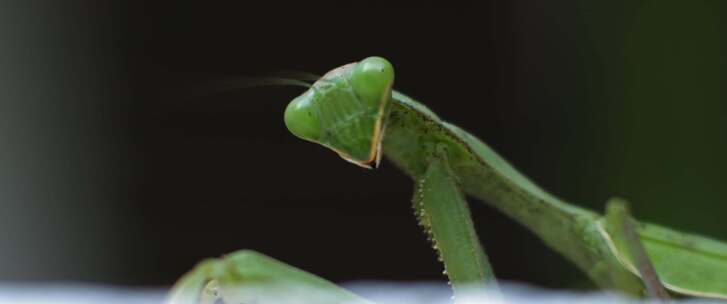 螳螂，昆虫，bug，特写，宏