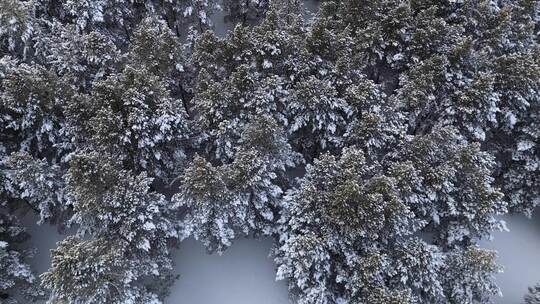 航拍雪覆盖的树林全景