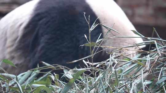 大熊猫 一级保护动物 野生动物