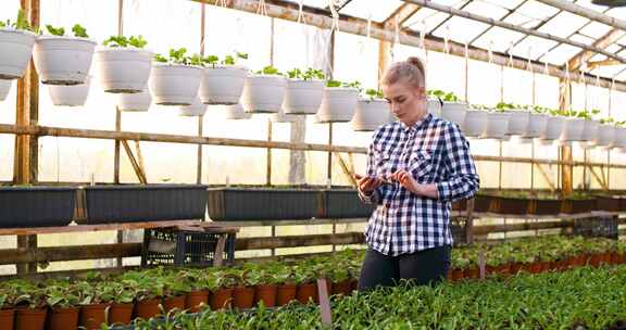 女人在温室里检查植物并进行计算