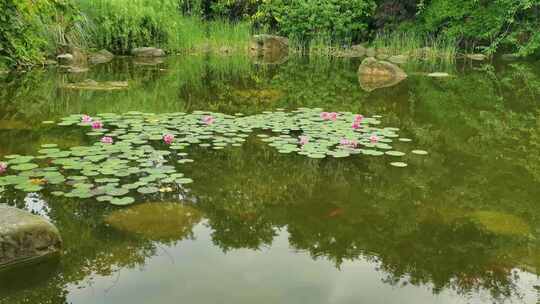 夏天池塘盛开的睡莲花实拍