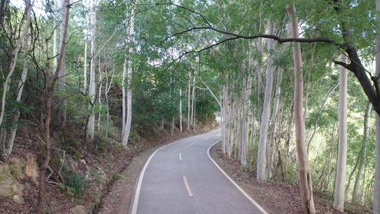 树林公路林荫大道森林阳光道路汽车行驶视角