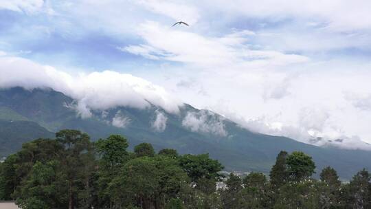 大理苍山森林高清航拍素材