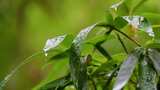 下雨竹林竹园意境高清在线视频素材下载