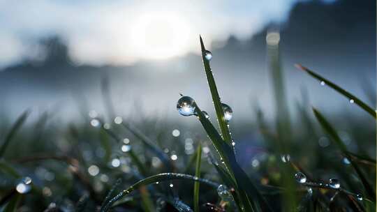草地露珠清新自然微距视频
