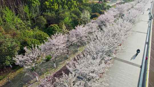 杭州滨江樱花跑道